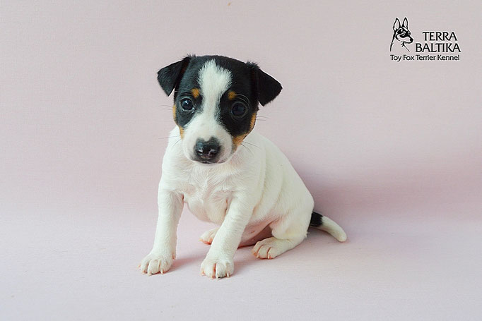 #тойфокстерьер #амертой #террабалтика #toyfoxterrier #terrabaltika #puppies #kennel