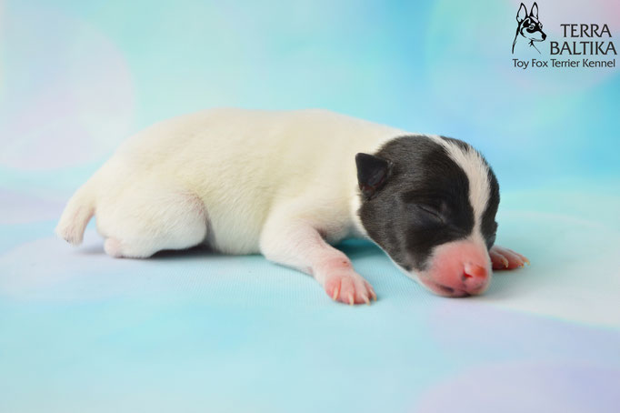 #тойфокстерьер #амертой #террабалтика #toyfoxterrier #terrabaltika #puppies #kennel