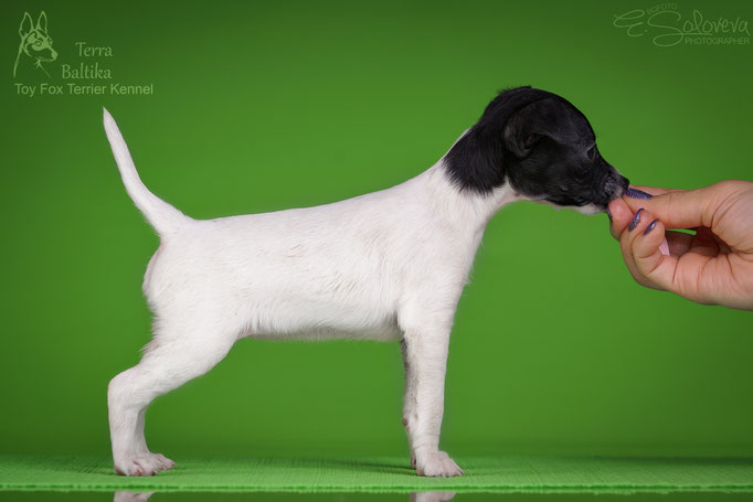 #тойфокстерьер #амертой #террабалтика #toyfoxterrier #terrabaltika #puppies #kennel