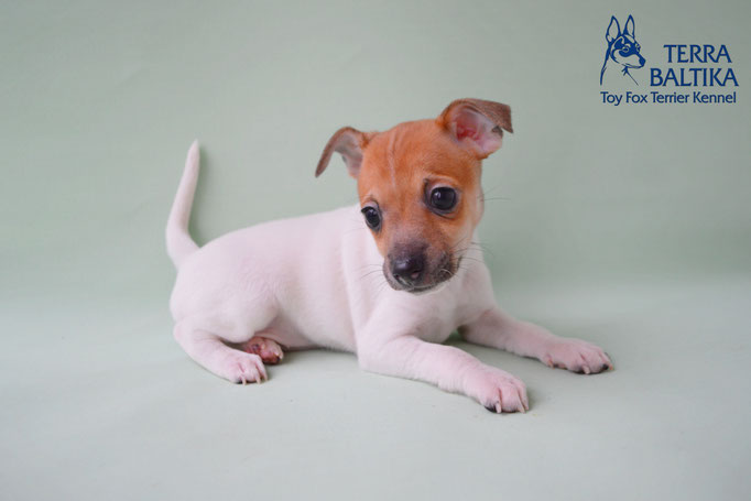 #тойфокстерьер #амертой #террабалтика #toyfoxterrier #terrabaltika #puppies #kennel #маленькаясобака #минипорода #маленькаяпородасобак #собачканамаленькихножках #американскийтойфокстерьер #тойфокс #americantoyfoxterrier