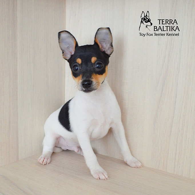 #тойфокстерьер #амертой #террабалтика #toyfoxterrier #terrabaltika #puppies #kennel