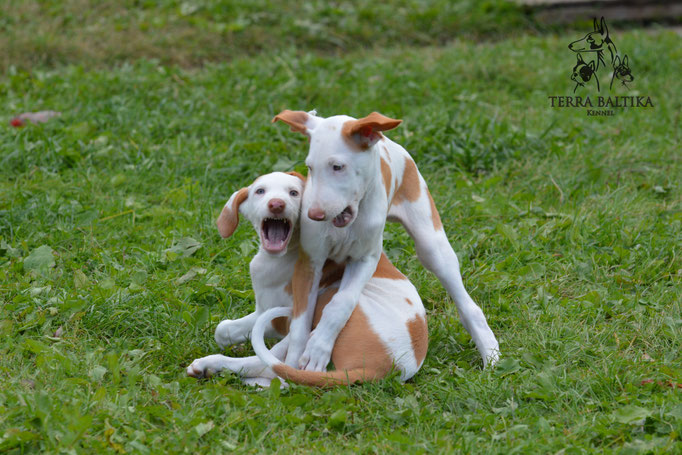 Поденко ибиценко, ибицкая борзая, ивисская борзая, ибизан, Podenco Ibicenco, Ibizan Hound, Terra Baltika, Терра Балтика