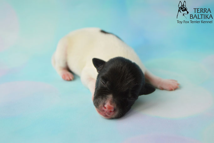 #тойфокстерьер #амертой #террабалтика #toyfoxterrier #terrabaltika #puppies #kennel