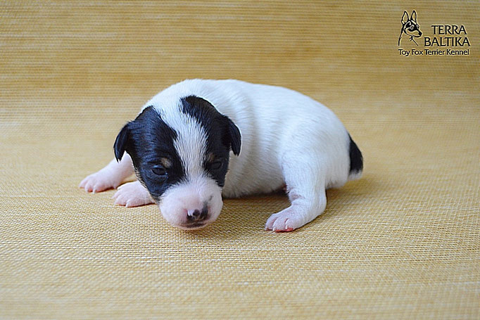#тойфокстерьер #амертой #террабалтика #toyfoxterrier #terrabaltika #puppies #kennel