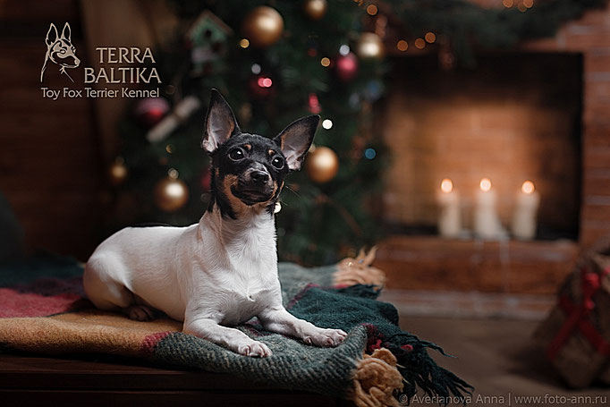 #тойфокстерьер #амертой #террабалтика #toyfoxterrier #terrabaltika #puppies #kennel