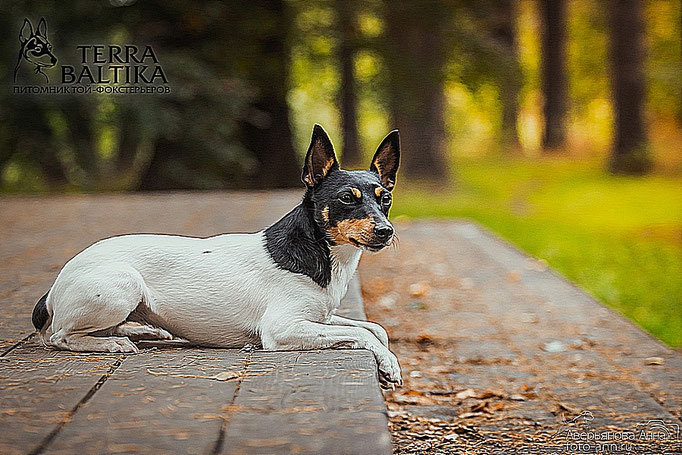 #тойфокстерьер #амертой #террабалтика #toyfoxterrier #terrabaltika #puppies #kennel