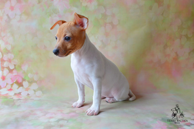 Той-фокстерьер, той-фокс, амертой, тфт, американский той-фокстерьер, Toy fox Terrier