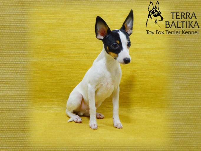 #тойфокстерьер #амертой #террабалтика #toyfoxterrier #terrabaltika #puppies #kennel