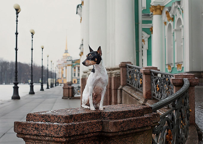 #тойфокстерьер #амертой #террабалтика #toyfoxterrier #terrabaltika #puppies #kennel