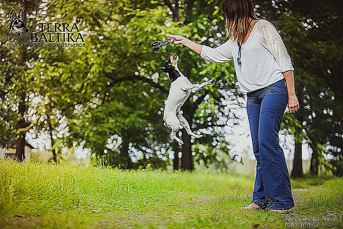 #тойфокстерьер #амертой #террабалтика #toyfoxterrier #terrabaltika #puppies #kennel