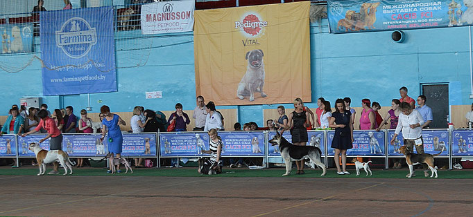 #тойфокстерьер #амертой #террабалтика #toyfoxterrier #terrabaltika #puppies #kennel