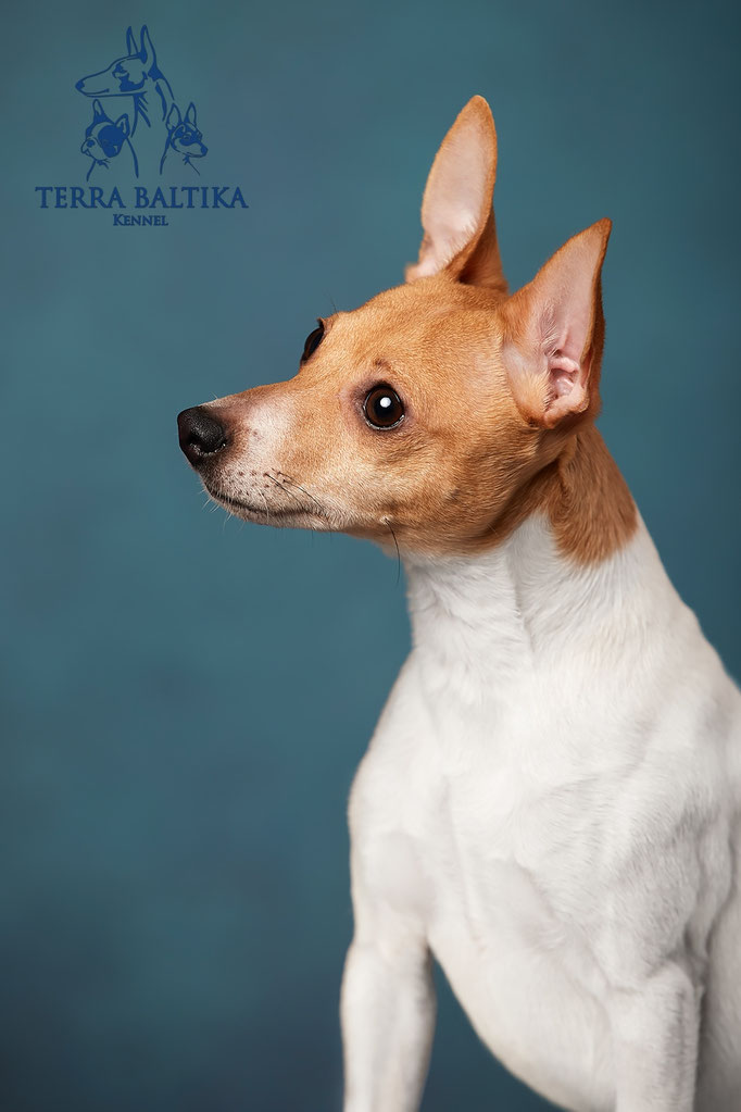 той-фокстерьер, той-фокс, амертой, американский той-фокстерьер, toy fox terrier, terra baltika, терра балтика