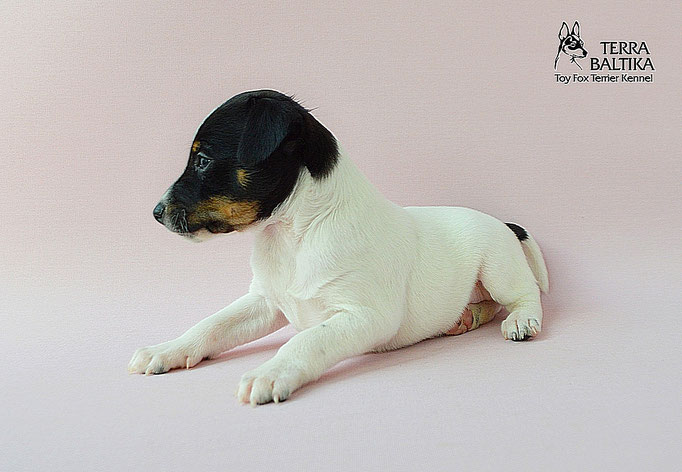 #тойфокстерьер #амертой #террабалтика #toyfoxterrier #terrabaltika #puppies #kennel
