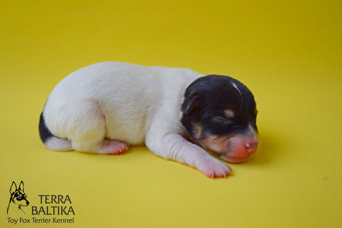 #тойфокстерьер #амертой #террабалтика #toyfoxterrier #terrabaltika #puppies #kennel #маленькаясобака #минипорода #маленькаяпородасобак #собачканамаленькихножках #американскийтойфокстерьер #тойфокс #americantoyfoxterrier