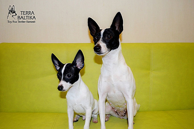 #тойфокстерьер #амертой #террабалтика #toyfoxterrier #terrabaltika #puppies #kennel