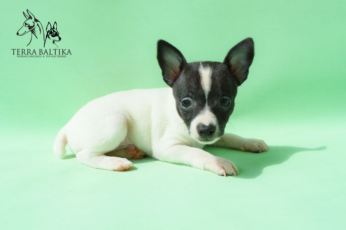 #тойфокстерьер #амертой #террабалтика #toyfoxterrier #terrabaltika #puppies #kennel