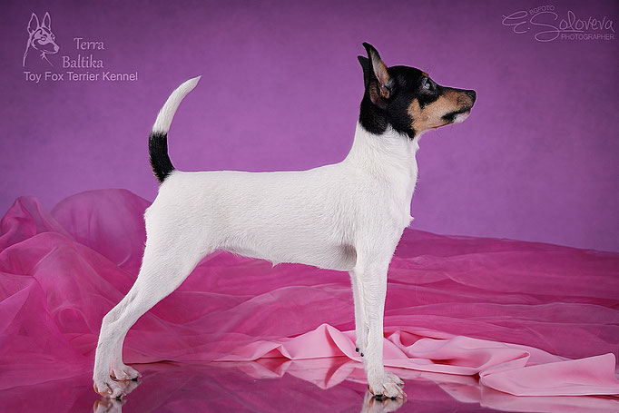 #тойфокстерьер #амертой #террабалтика #toyfoxterrier #terrabaltika #puppies #kennel