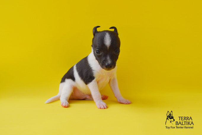 #тойфокстерьер #амертой #террабалтика #toyfoxterrier #terrabaltika #puppies #kennel