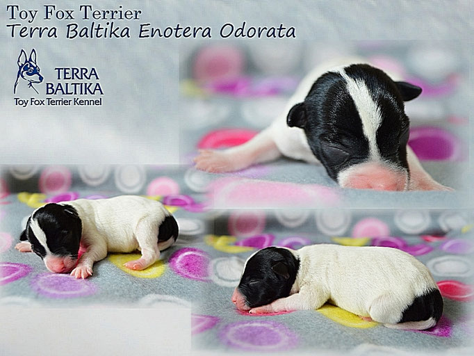 #тойфокстерьер #амертой #террабалтика #toyfoxterrier #terrabaltika #puppies #kennel