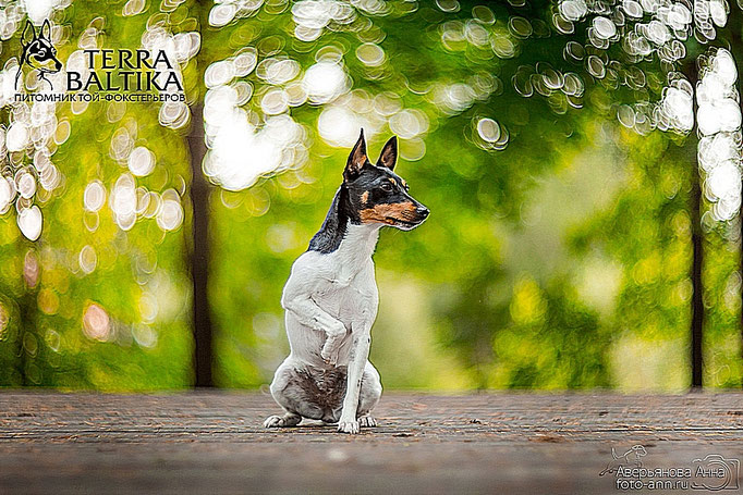 #тойфокстерьер #амертой #террабалтика #toyfoxterrier #terrabaltika #puppies #kennel