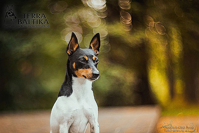 #тойфокстерьер #амертой #террабалтика #toyfoxterrier #terrabaltika #puppies #kennel
