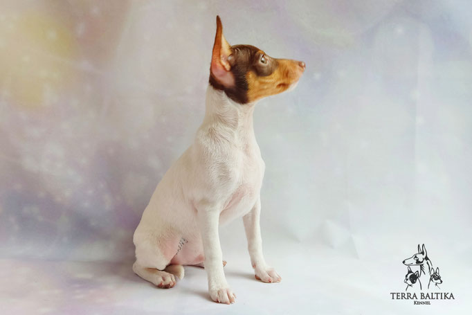 Той-фокстерьер, амертой, той-фокс, тфт, американский той-фокстерьер, Toy Fox Terrier, Terra Baltika, Терра Балтика, щенки той-фокстерьера, питомник той-фокстерьер