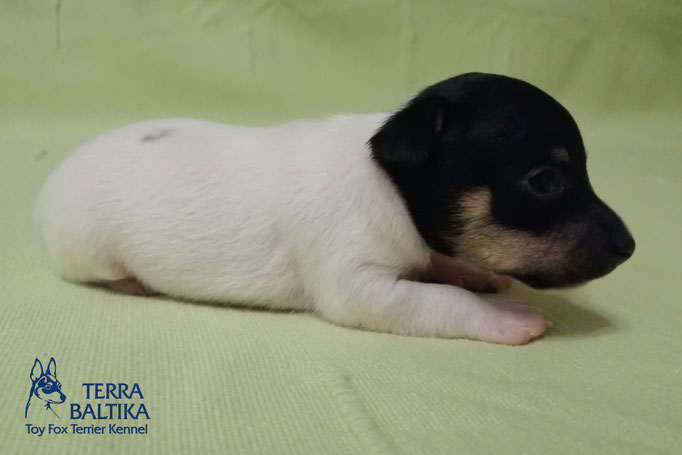 #тойфокстерьер #амертой #террабалтика #toyfoxterrier #terrabaltika #puppies #kennel #маленькаясобака #минипорода #маленькаяпородасобак #собачканамаленькихножках #американскийтойфокстерьер #тойфокс #americantoyfoxterrier