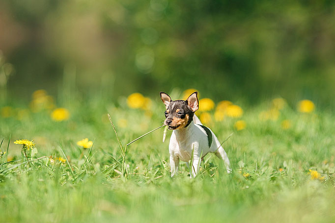 #тойфокстерьер #амертой #террабалтика #toyfoxterrier #terrabaltika #puppies #kennel