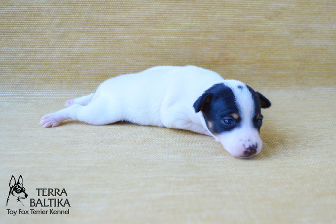 #тойфокстерьер #амертой #террабалтика #toyfoxterrier #terrabaltika #puppies #kennel