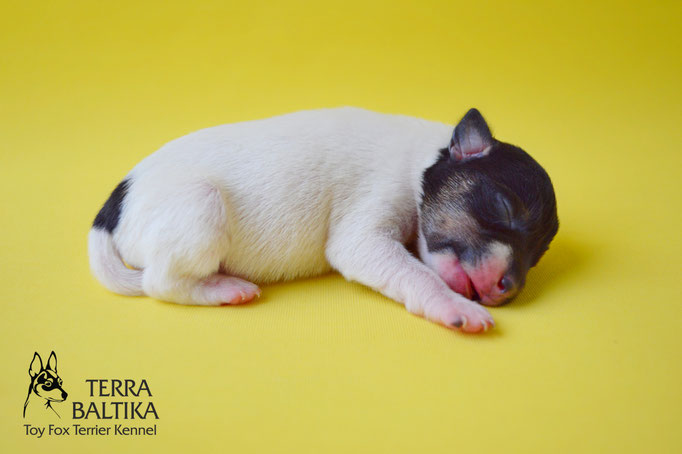 #тойфокстерьер #амертой #террабалтика #toyfoxterrier #terrabaltika #puppies #kennel #маленькаясобака #минипорода #маленькаяпородасобак #собачканамаленькихножках #американскийтойфокстерьер #тойфокс #americantoyfoxterrier