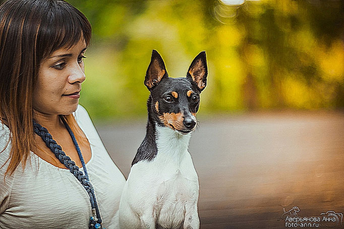#тойфокстерьер #амертой #террабалтика #toyfoxterrier #terrabaltika #puppies #kennel