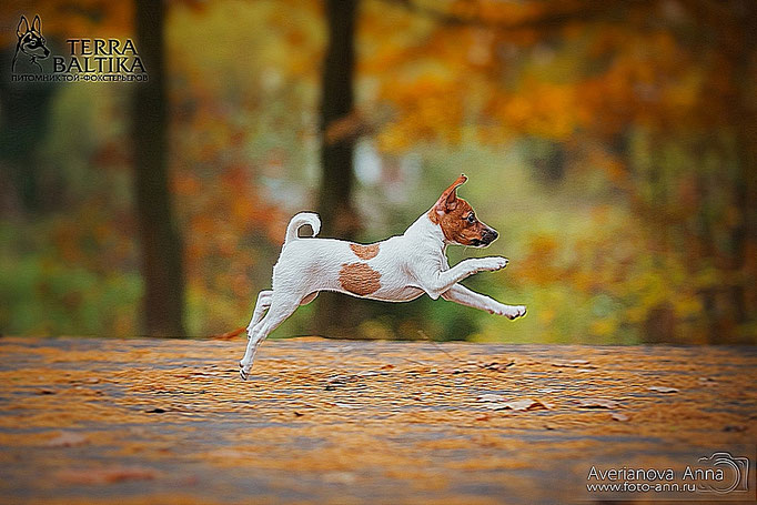 #тойфокстерьер #амертой #террабалтика #toyfoxterrier #terrabaltika #puppies #kennel