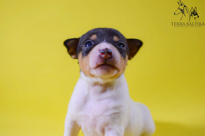 #тойфокстерьер #амертой #террабалтика #toyfoxterrier #terrabaltika #puppies #kennel