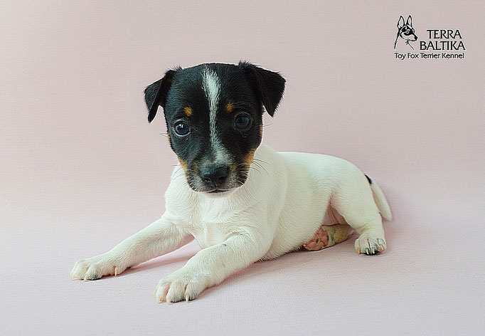 #тойфокстерьер #амертой #террабалтика #toyfoxterrier #terrabaltika #puppies #kennel