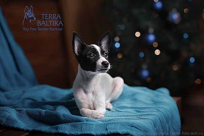 #тойфокстерьер #амертой #террабалтика #toyfoxterrier #terrabaltika #puppies #kennel