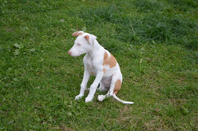 Поденко ибиценко, ибицкая борзая, ивисская борзая, ибизан, Podenco Ibicenco, Ibizan Hound, Terra Baltika, Терра Балтика