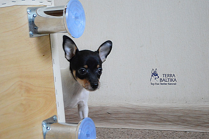 #тойфокстерьер #амертой #террабалтика #toyfoxterrier #terrabaltika #puppies #kennel