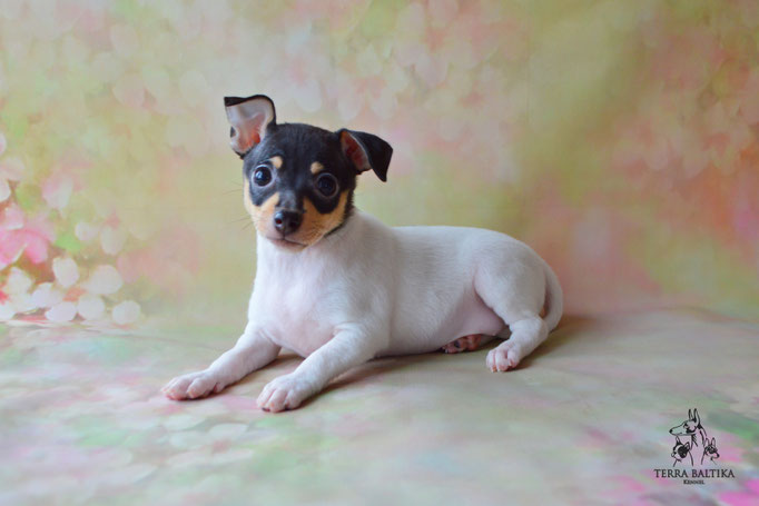 Той-фокстерьер, той-фокс, амертой, тфт, американский той-фокстерьер, Toy fox Terrier