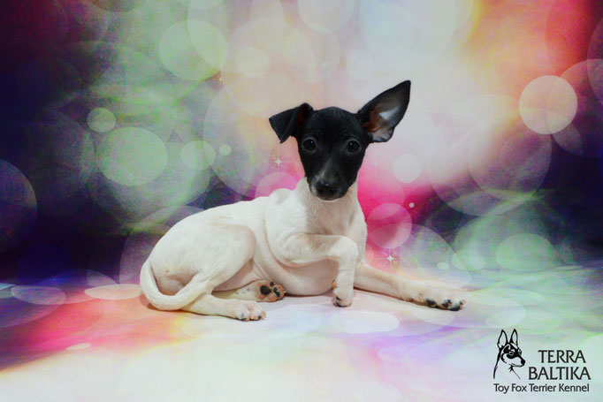 #тойфокстерьер #амертой #террабалтика #toyfoxterrier #terrabaltika #puppies #kennel