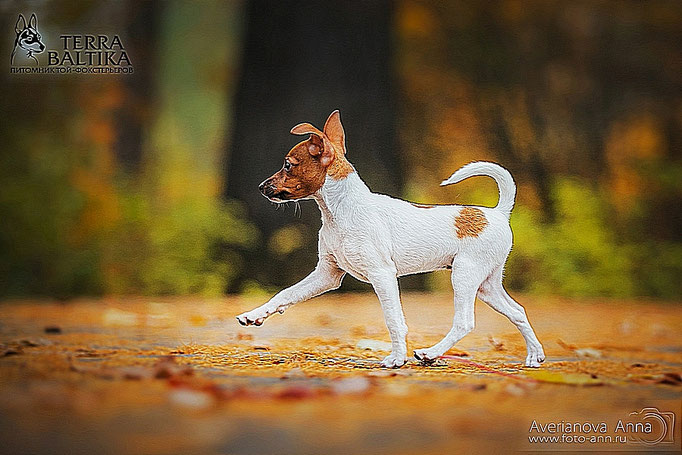 #тойфокстерьер #амертой #террабалтика #toyfoxterrier #terrabaltika #puppies #kennel