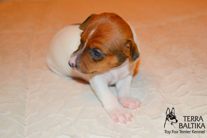 #тойфокстерьер #амертой #террабалтика #toyfoxterrier #terrabaltika #puppies #kennel