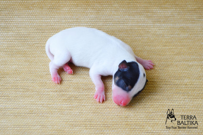 #тойфокстерьер #амертой #террабалтика #toyfoxterrier #terrabaltika #puppies #kennel