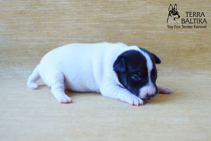 #тойфокстерьер #амертой #террабалтика #toyfoxterrier #terrabaltika #puppies #kennel