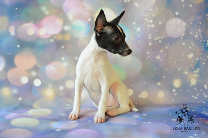 Той-фокстерьер, той-фокс, амертой, американский той-фокстерьер, Toy Fox Terrier