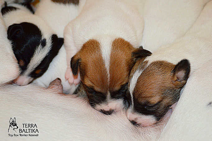 #тойфокстерьер #амертой #террабалтика #toyfoxterrier #terrabaltika #puppies #kennel