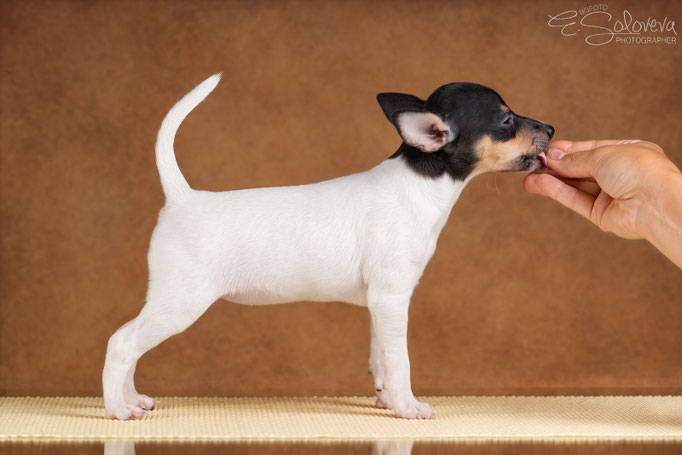 #тойфокстерьер #амертой #террабалтика #toyfoxterrier #terrabaltika #puppies #kennel #маленькаясобака #минипорода #маленькаяпородасобак #собачканамаленькихножках #американскийтойфокстерьер #тойфокс #americantoyfoxterrier