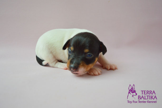 #тойфокстерьер #амертой #террабалтика #toyfoxterrier #terrabaltika #puppies #kennel #маленькаясобака #минипорода #маленькаяпородасобак #собачканамаленькихножках #американскийтойфокстерьер #тойфокс #americantoyfoxterrier