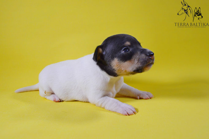 #тойфокстерьер #амертой #террабалтика #toyfoxterrier #terrabaltika #puppies #kennel