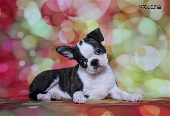 Бостон терьер, бостонский терьер, Boston terrier, щенки бостона, питомник бостон терьеров, Terra Baltika, Терра Балтика