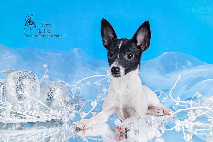 #тойфокстерьер #амертой #террабалтика #toyfoxterrier #terrabaltika #puppies #kennel